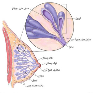 آناتومی سینه و پستان
